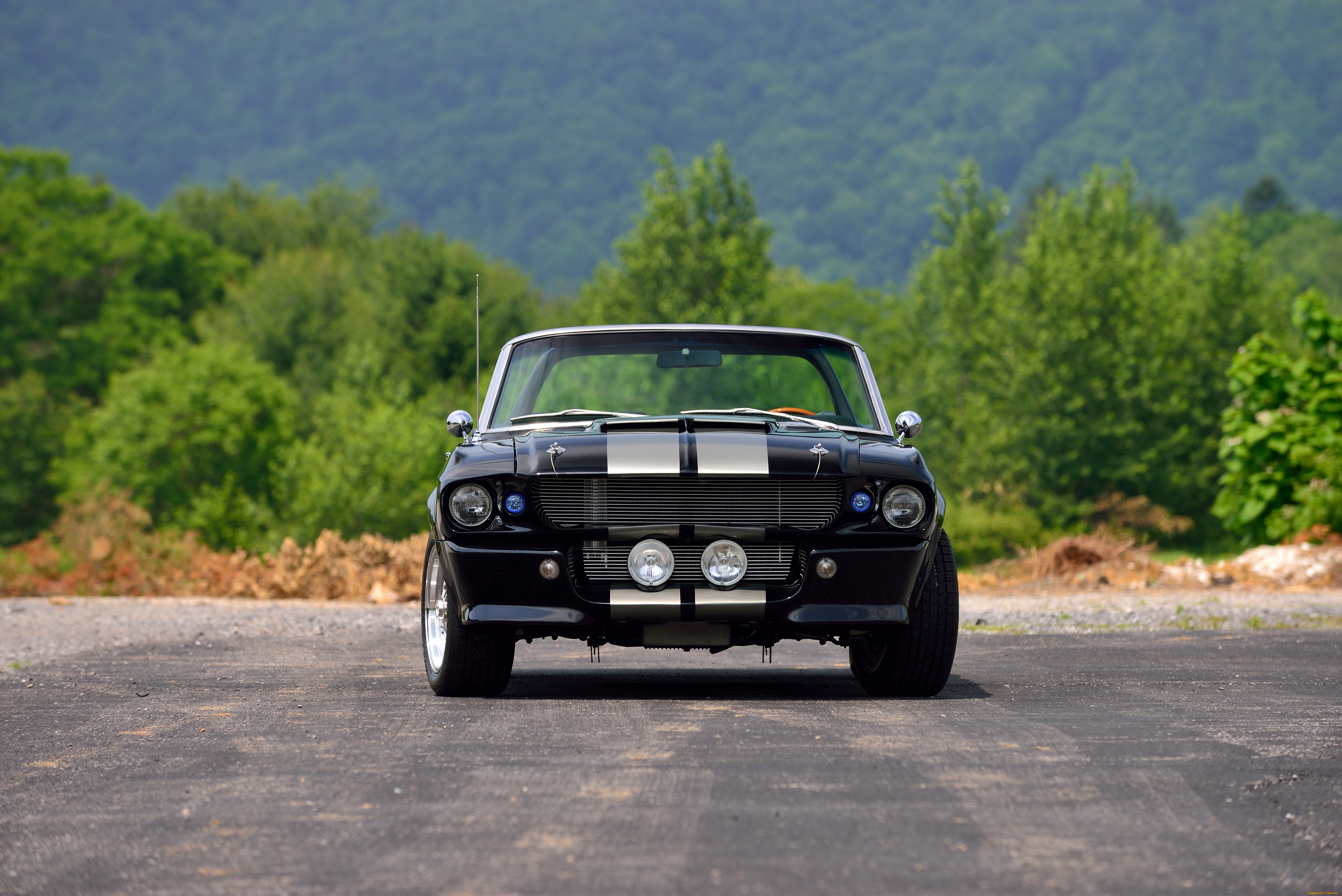 , mustang